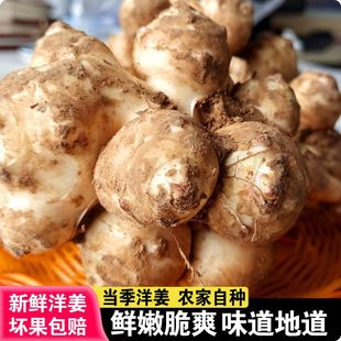 洋姜新鲜现挖的洋姜泡菜用腌制酱菜咸菜当季现货新鲜洋姜