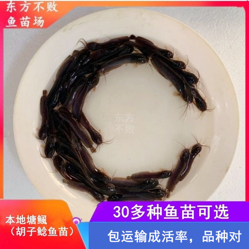 本地塘鲺鱼苗土塘鲺胡子鲶鱼塘角鱼塘虱鱼鳅龙鱼饲料淡水活体养殖 - 封面
