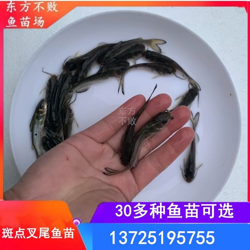 斑点叉尾鮰鱼苗回鱼钳鱼种大型鱼苗沟鲶鱼江团鱼养殖活体淡水鱼苗