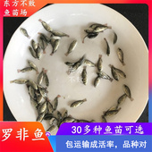 罗非鱼苗非洲鲫鱼福寿鱼淡水养殖大型活体饲料观赏鱼新吉富奥罗尼