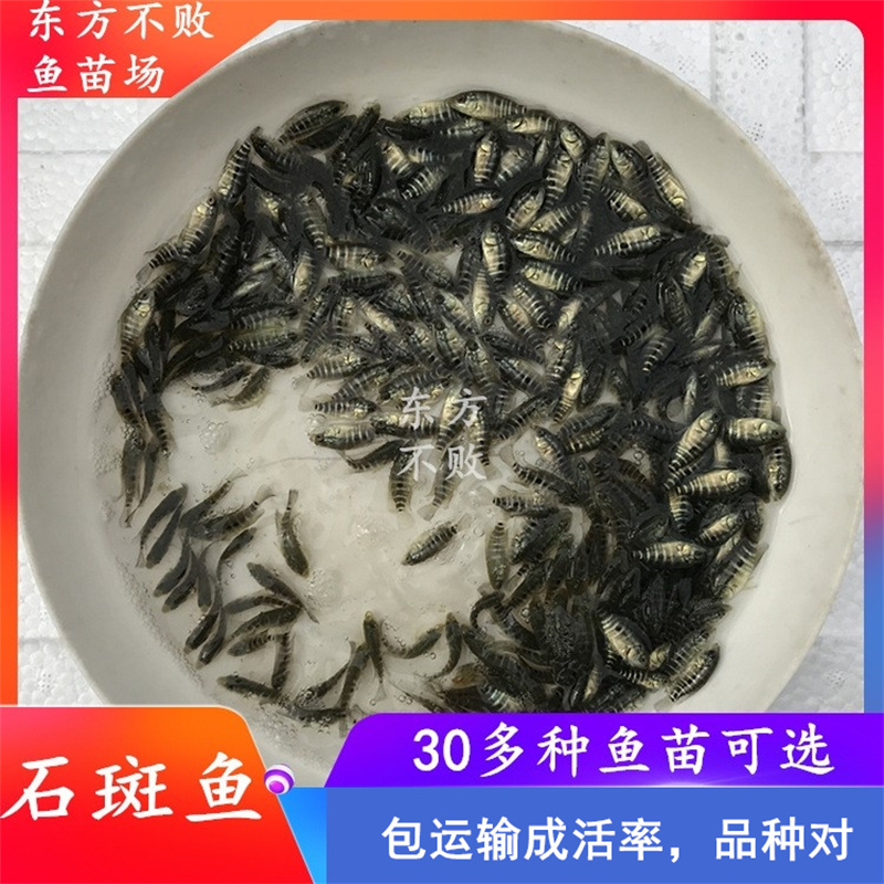 淡水石斑鱼苗养殖鱼淡水活体易养