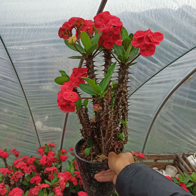 大棵大叶大花虎刺梅耐旱好养老桩