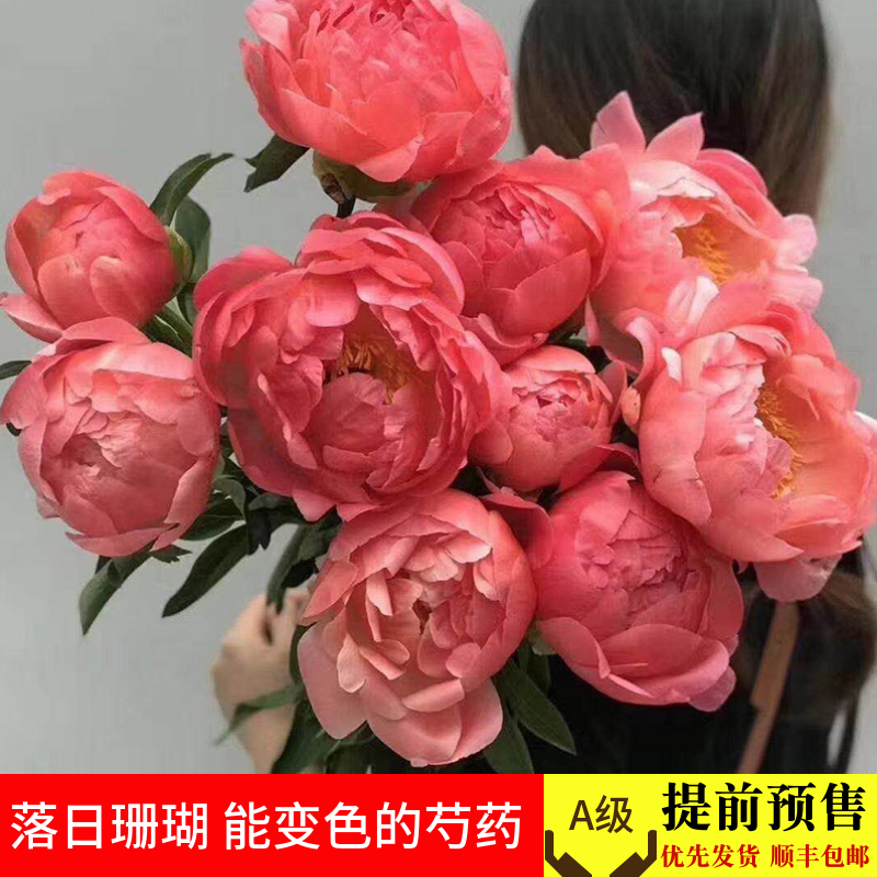 芍药鲜花落日珊瑚10枝网红进口重瓣居家花卉山东洛阳基地直发包邮