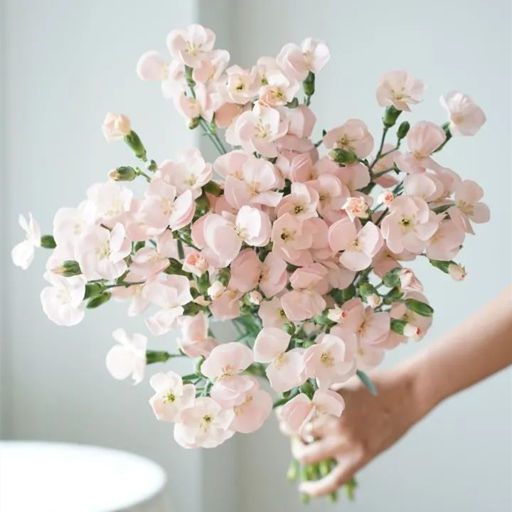 娑罗蜜儿进口蝴蝶多头康乃馨云南鲜花直发家用插花鲜切花水养祝福