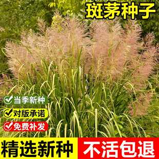 当年新采斑茅种子大密芭茅耐旱耐涝观赏形多年生高大丛生草本植物