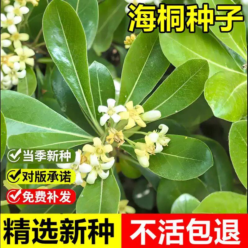 当年新采海桐种子山矾室外景观绿化造型多年生常绿灌木小乔木种子