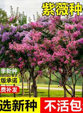 当年新采紫薇种子入惊儿树百日红紫薇树种籽室外景观美化落叶乔木