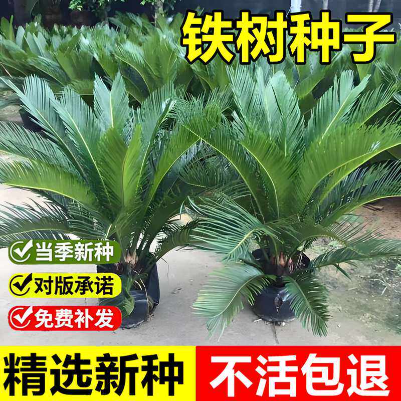 当年新采铁树种子苏铁避火蕉凤尾草耐热耐旱四季常绿观赏景观树种