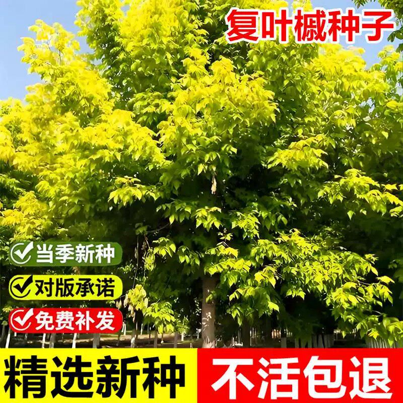 当年新采复叶槭种子糖槭树落叶乔木景观园林绿化行道树护林树种籽