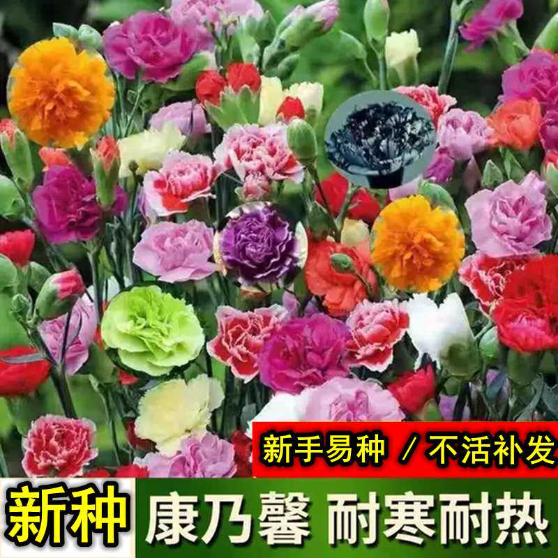 康乃馨五彩石竹种子重瓣四季播种阳台庭院花卉盆栽花苗花种子籽