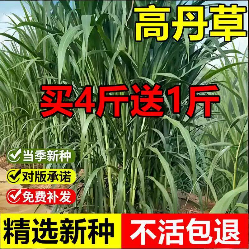 高丹草种籽春季易种养殖牧草种子