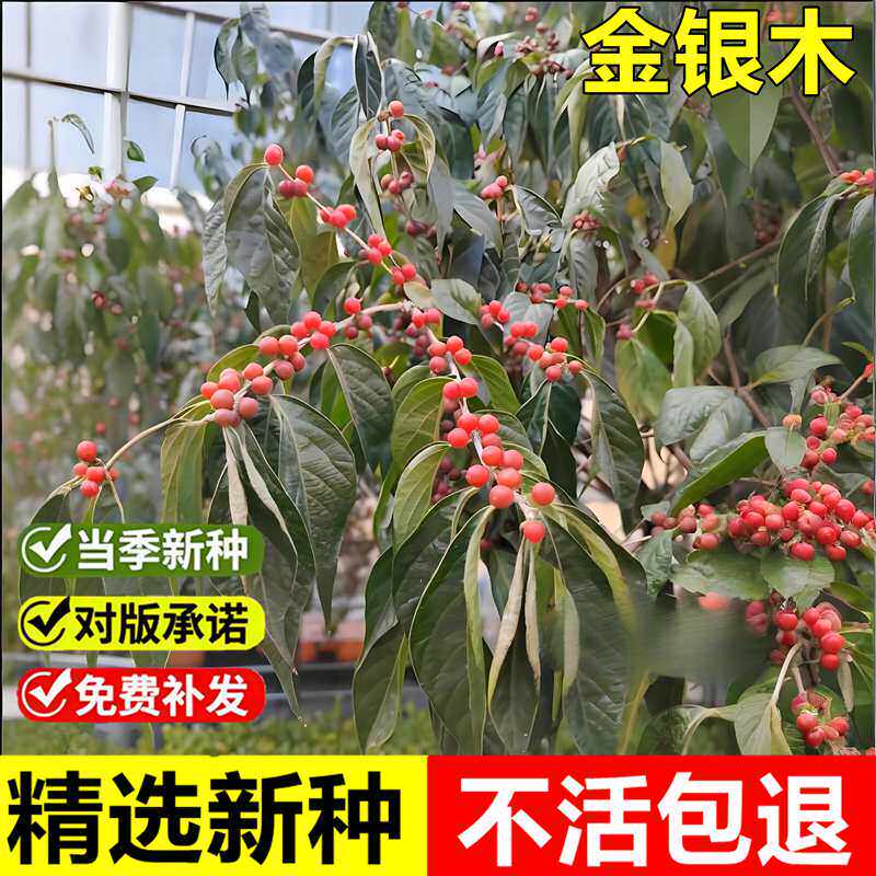 当年新采金银木种子金银忍冬王八骨头庭院景观绿化行道树灌木种籽