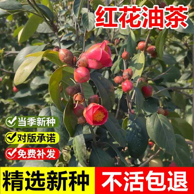 当年新采红花油茶种子白花油茶树种子茶子树山油茶春季播种茶油树