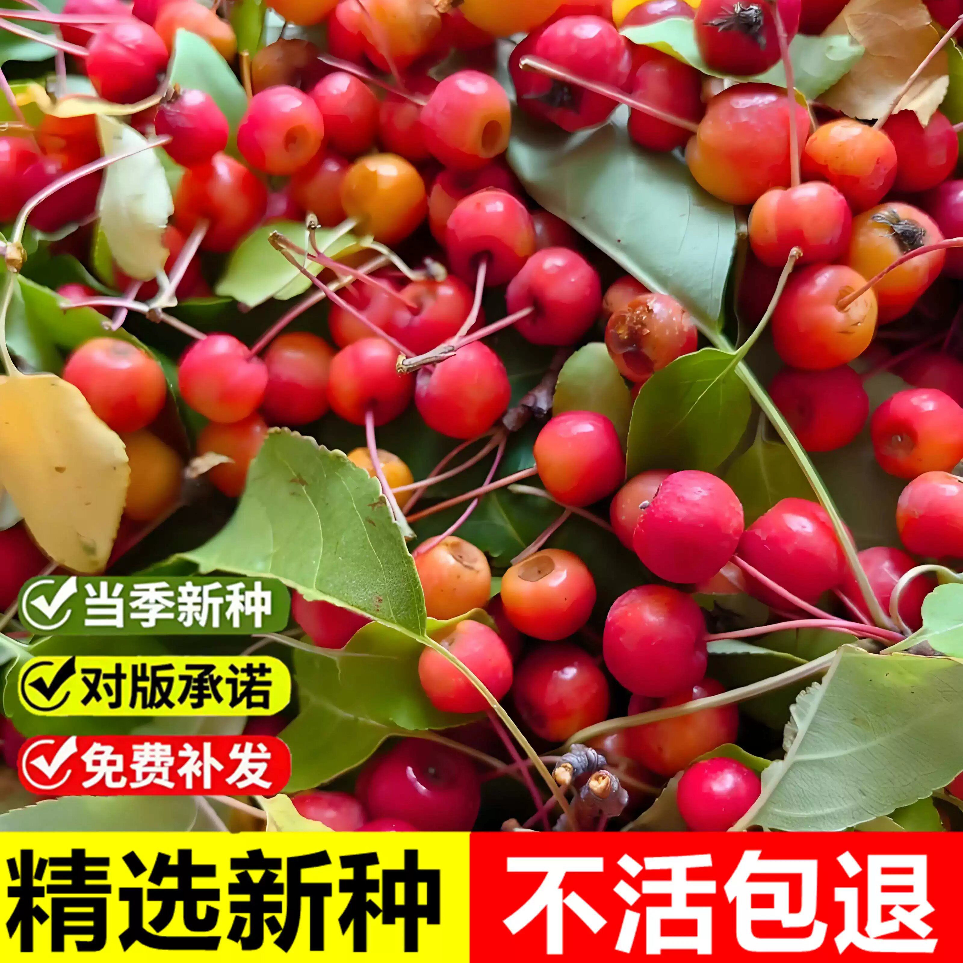 当年新采平邑甜茶种子蒙山甜茶茶海棠嫁接苹果实生砧木灌木树种籽