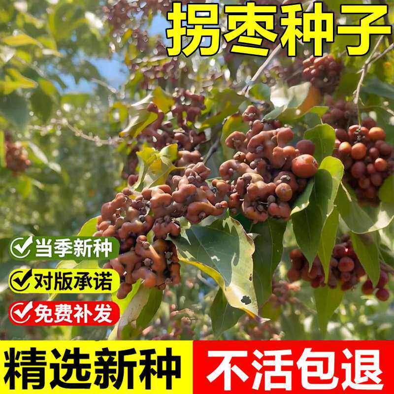 当年新采拐枣树种子枳椇种子鸡爪子万字果金果梨鸡爪树高大乔木树