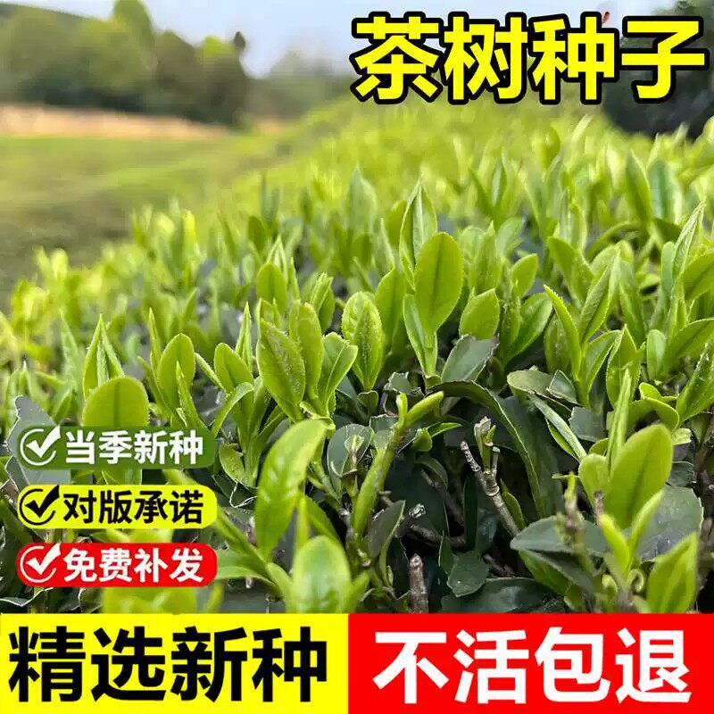 当年新采茶树种子大树茶绿茶树种籽春季易种多年生灌木小乔木种籽