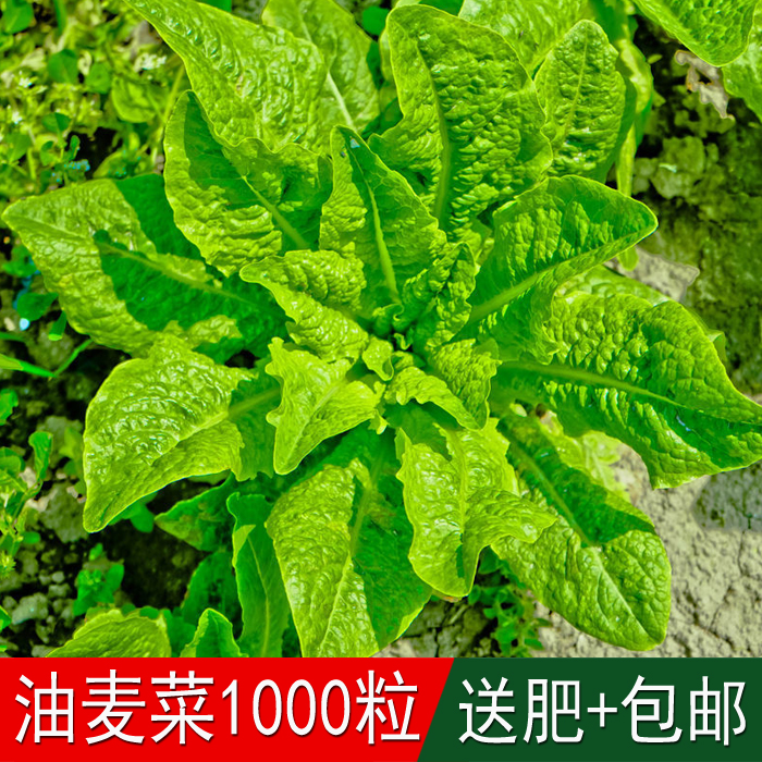 阳台蔬菜庭院地栽菜籽四季油麦菜种子凤尾苦菜牛俐生菜含维生素高
