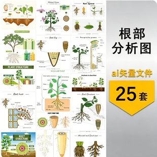 植物树木根部根茎示意图分析图信息图表背景 元素AI矢量设计素材