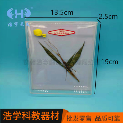竹节虫拟态标本 J4133中学生物教学标本 小学科普教学仪器