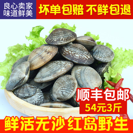 蛤蜊鲜活吐沙干净贝壳类花甲红岛海鲜嘎啦鲜活水产大蛤蜊包邮