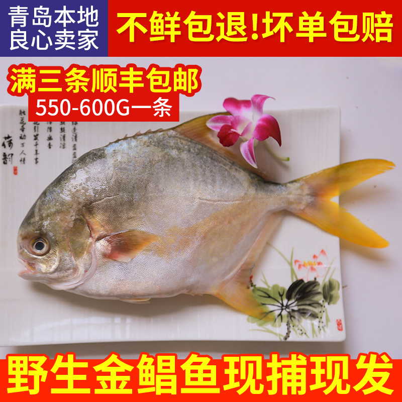 友渔水产金鲳鱼新鲜冷冻鲜活水产鲳鱼海鱼野生大平鱼扁鲳鱼金昌鱼