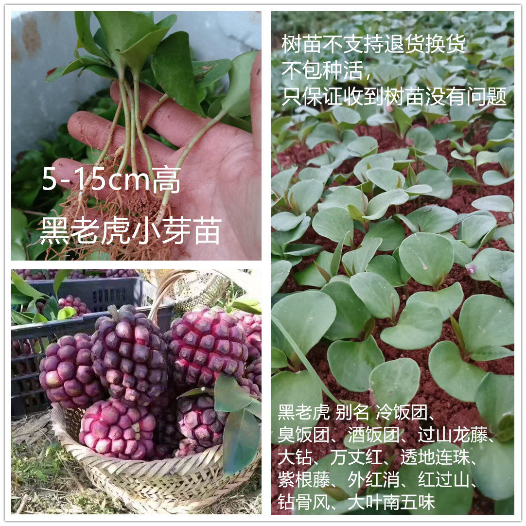 广西正宗高产黑老虎树苗布福娜裸根5-15cm高小芽苗幼苗嫩苗爬藤
