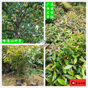 广西山竹树苗岭南山竹黄金山竹正宗泰国山竹苗盆栽庭院风景行道树