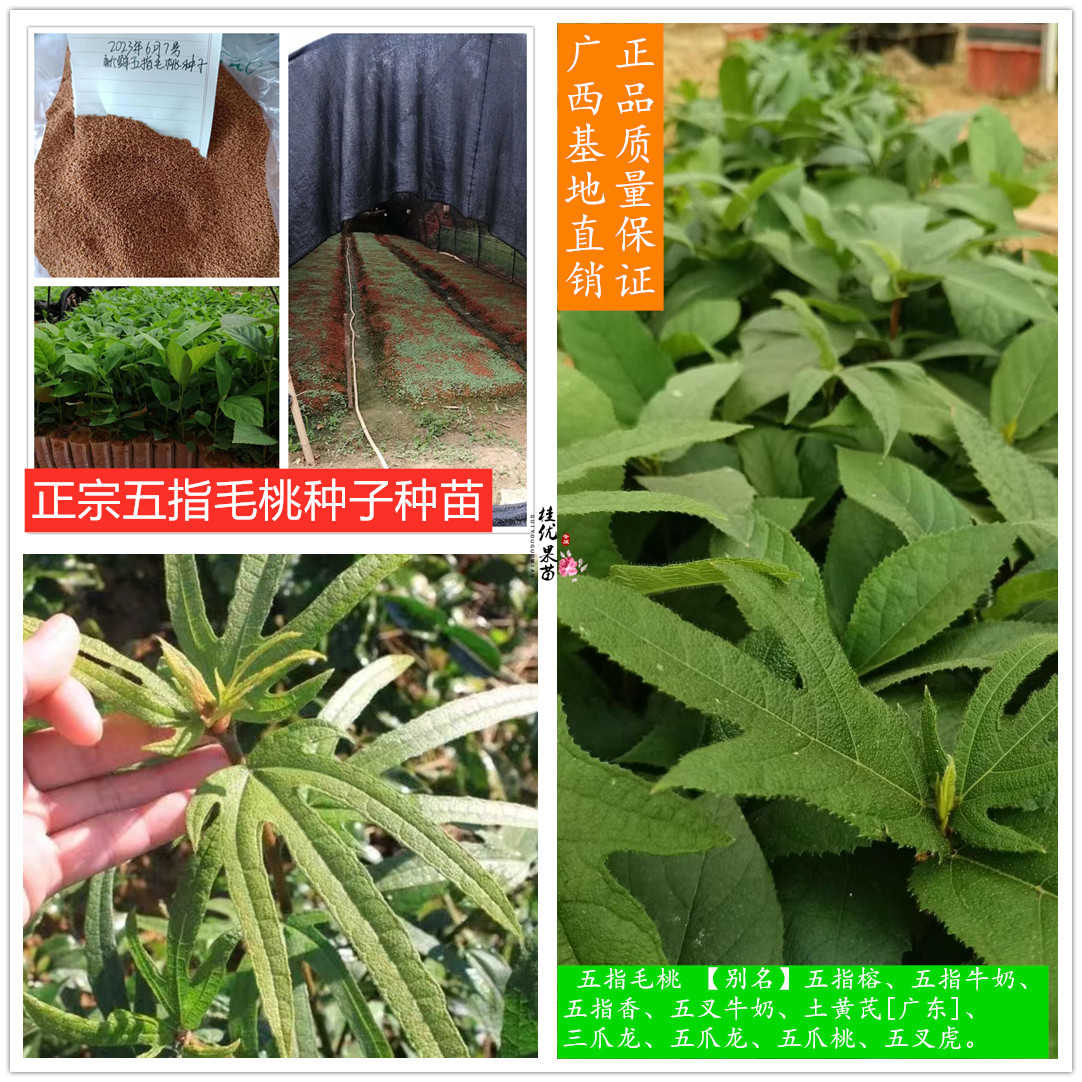 广西正宗五指毛桃种子成熟发芽率高五叉虎五指牛奶中草药种苗包邮