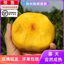 湖北荆州锦绣黄桃孕妇水果新鲜大毛桃时令当季 现摘桃子顺丰 包邮