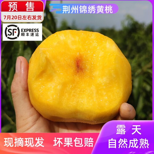 湖北荆州锦绣黄桃孕妇水果新鲜大毛桃时令当季现摘桃子顺丰包邮