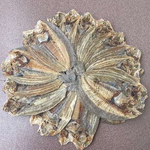 广东汕尾大地鱼干海鱼海鲜干货商用云吞汤料铁补鱼铁脯比目鱼剃脯