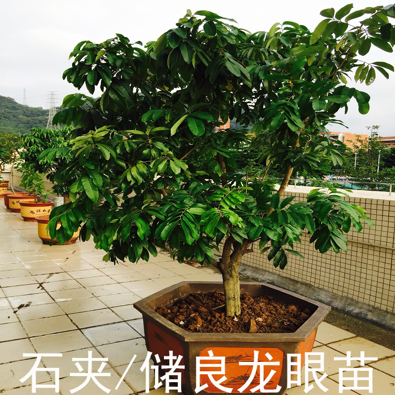 新迅龙眼树苗石硖储良嫁接石峡双季桂圆四季龙眼苗南方种盆栽地栽