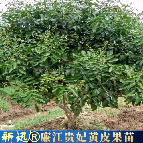新品廉江特产贵妃黄皮苗优良嫁接金蛋黄皮树 粤妃3号黄皮苗特大果