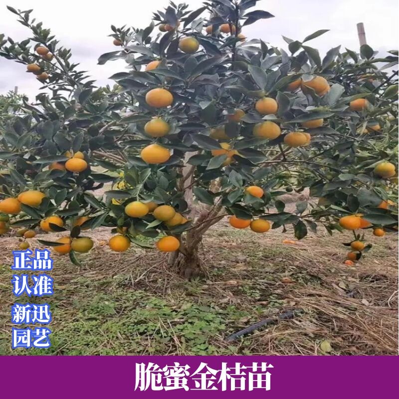 脆蜜金柑苗新品耐寒脆蜜大金桔嫁接苗果树苗大果盆栽无核金柑带土
