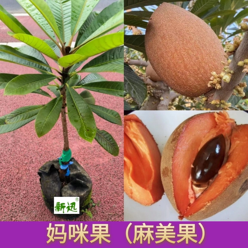 新迅妈咪果常绿简易种植新品果树