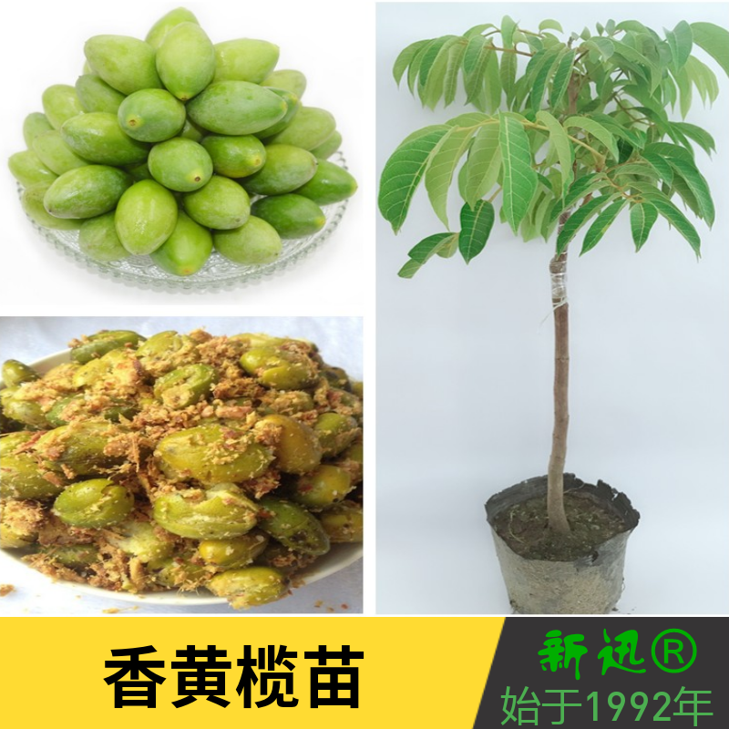 香橄榄黄榄嫁接苗 青橄榄苗 乌榄苗 黄榄树苗 甜黑榄苗原装杯苗