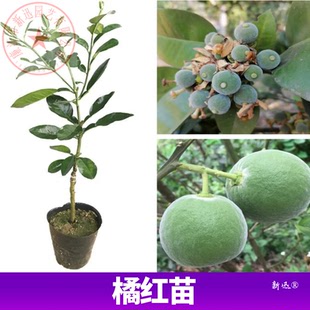 化州橘红苗果树苗药用特产桔红树苗常绿正毛化橘红苗杯苗盘栽结果