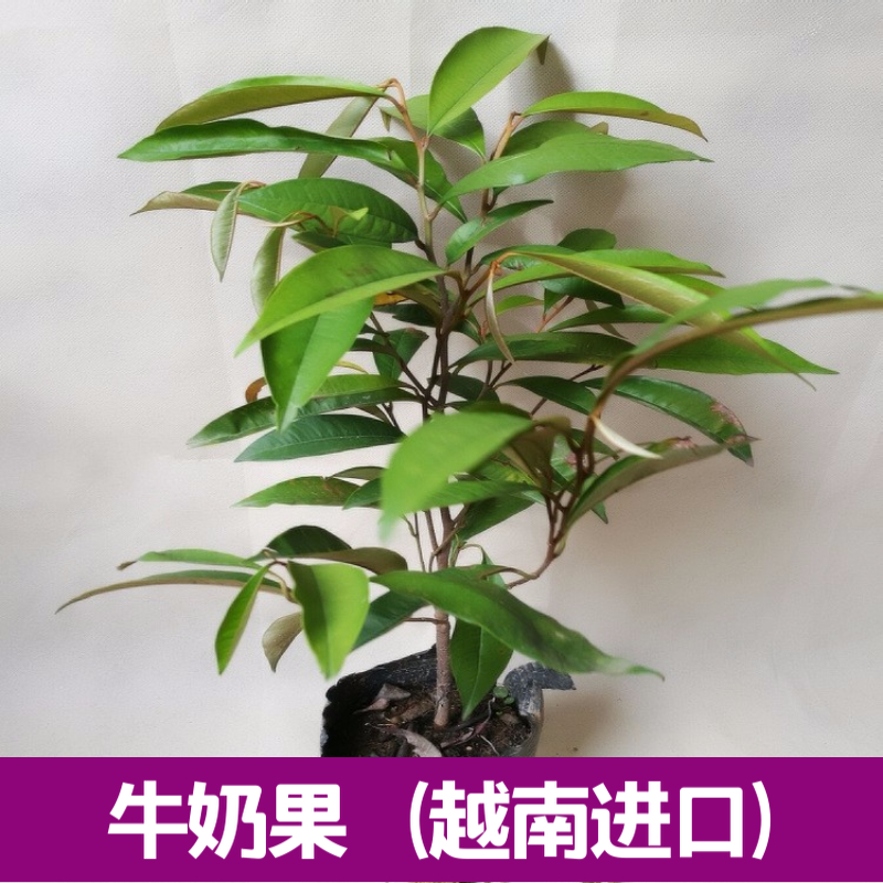 新迅越南特产果树星苹果苗越南牛奶嫁接果苗树木牛奶果苗树带土叶