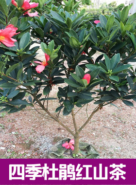 山茶花绿植阳台新迅四季开花茶花