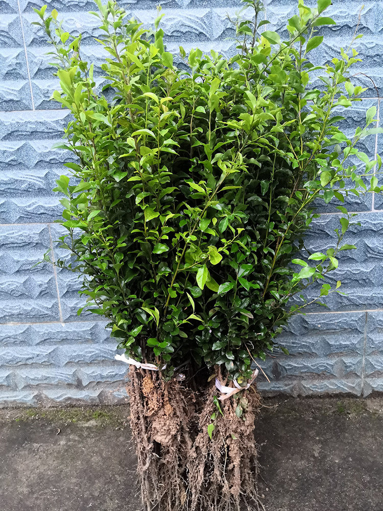 四川金弹子小苗观果观叶观茎盆景种子苗自培造型练手桩金蛋子树苗