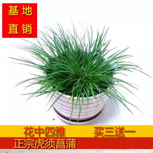 江西虎须菖蒲观叶植物龙根菖蒲
