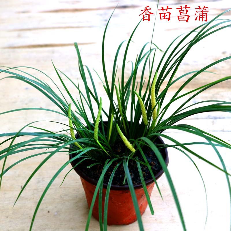 菖蒲 随手香  香苗 茴香味菖蒲 龙根 文房清供 水培绿植花卉盆栽