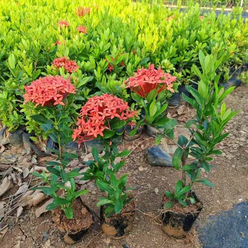 小叶龙船花四季开花易活