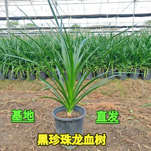 特价自家种植黑珍珠龙血树植物新风格龙血树树苗家居观赏玄关绿植