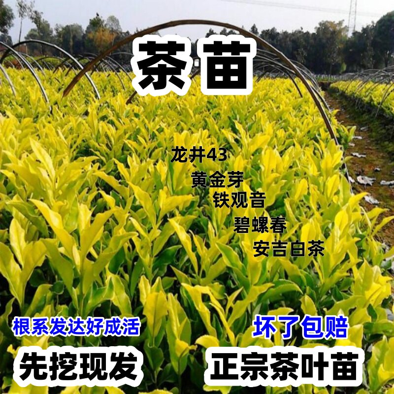 茶树苗安吉白茶苗特级黄金茶苗