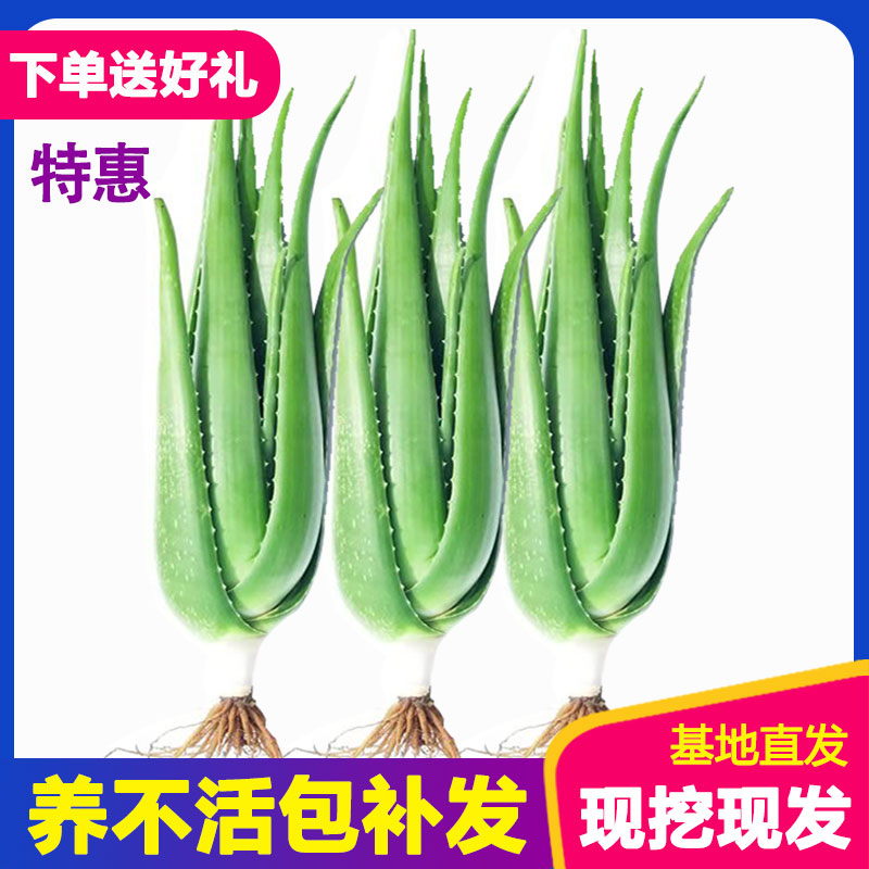 库拉索芦荟盆栽苗植物美容护肤多肉室内绿色花卉新鲜可食用吸甲醛