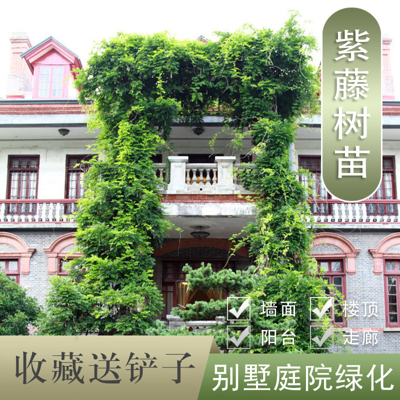 多花紫藤树苗工程绿化苗盆栽苗紫藤花苗爬藤植物庭院围墙攀援花卉