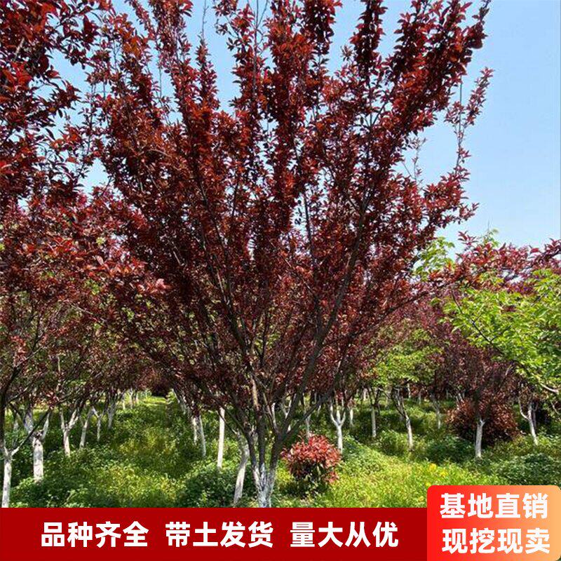 紫叶李小苗 紫叶李树苗 速生紫叶李苗红叶李紫薇树苗 绿化工程苗
