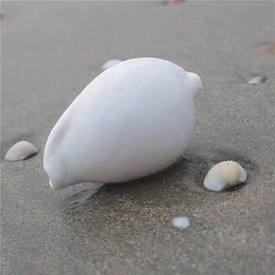 【海贝缘】天然海螺贝壳大白兔螺