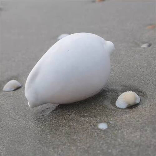 【海贝缘】天然海螺贝壳大白兔螺